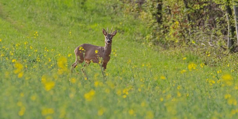 KinderZeit „Der Natur auf der Spur“ in der KulturMühle Buchhagen