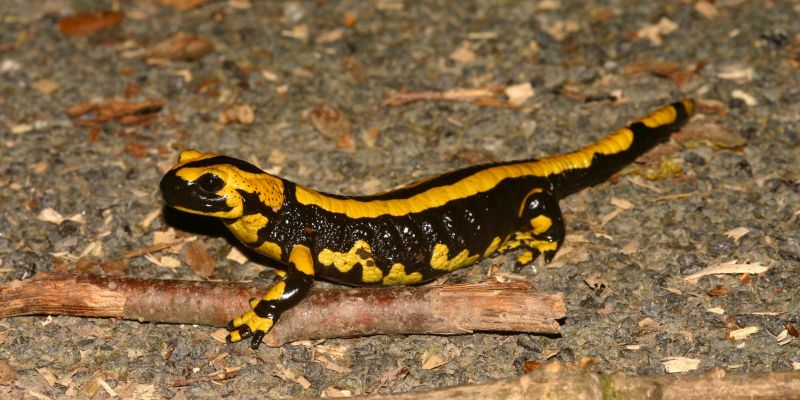 Helfer für Amphibienschutzmaßnahmen im Landkreis gesucht