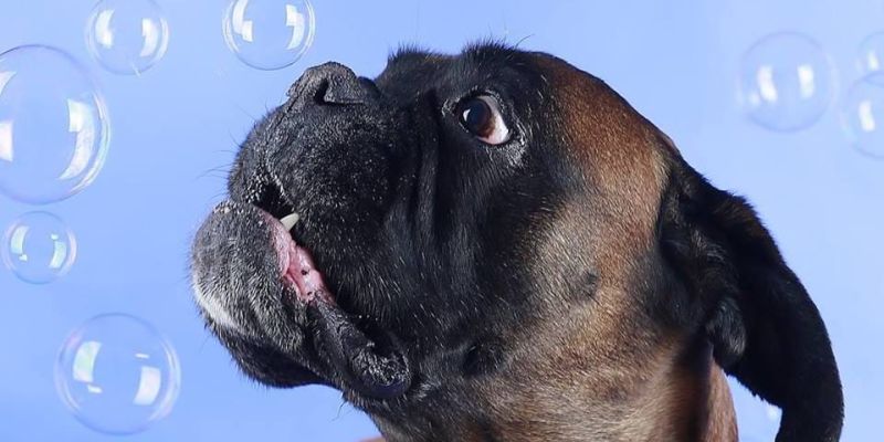 Boxer-Klub Gruppe Weserbergland feiert den „Tag des Hundes “ 