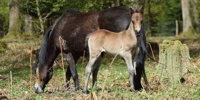Naturpark bietet Führungen im Hutewald Solling der Niedersächsischen Landesforsten