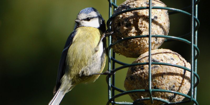 Ein Buffet für Vögel - NABU gibt Tipps zur Vogelfütterung im Winter