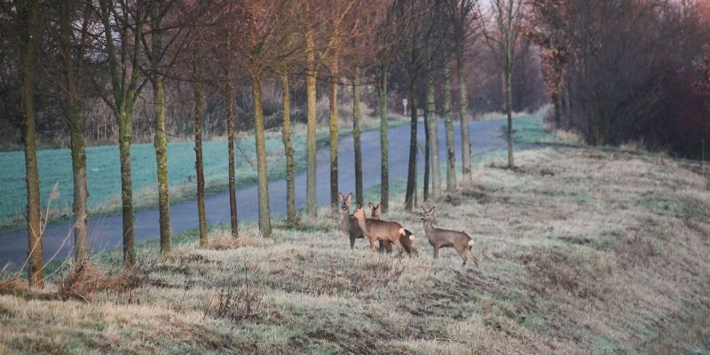 Achtung Wildwechsel! Johanniter signalisieren: Verkehrsteilnehmer müssen im Herbst und Winter achtsam und vorausschauend handeln