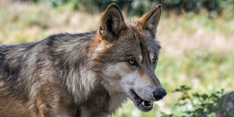 Totes Kalb auf Weide aufgefunden – Riss durch Wolf kann nicht ausgeschlossen werden