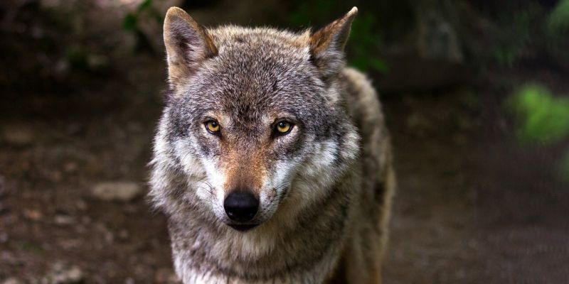  NABU: Zunahme illegaler Wolfstötungen ist alarmierend - Bereits 50 Totfunde in Niedersachsen 
