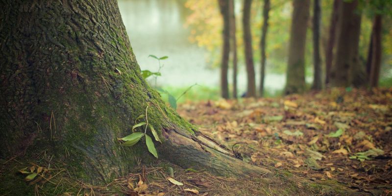 Naturfloristik aus Wald und Feld - Abendkurs der Kreisvolkshochschule