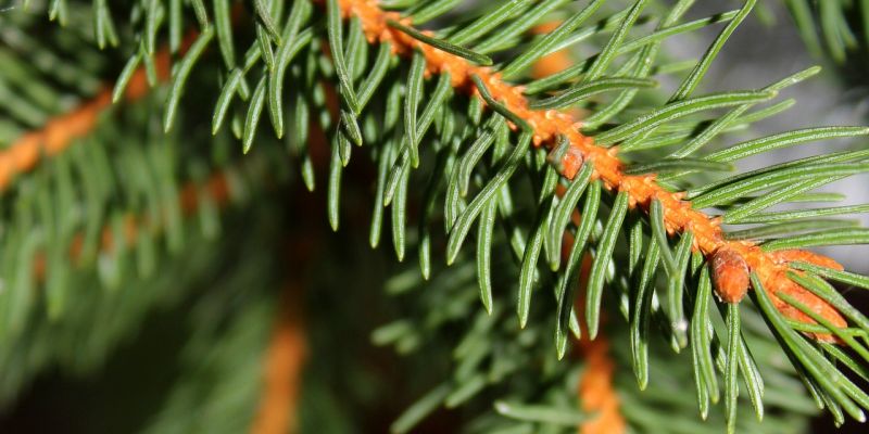 Sammlung der Weihnachtsbäume durch die Feuerwehr in Boffzen