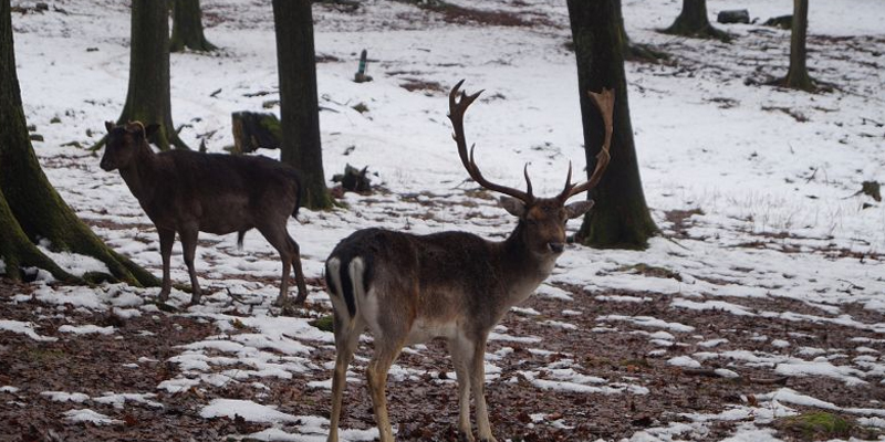 Wildpark Neuhaus der Niedersächsischen Landesforsten ist geschlossen