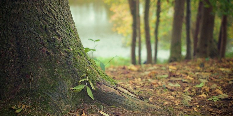 Umfrage: 83% der Deutschen haben Angst, dass der Wald als Klimawandel-Folge stirbt