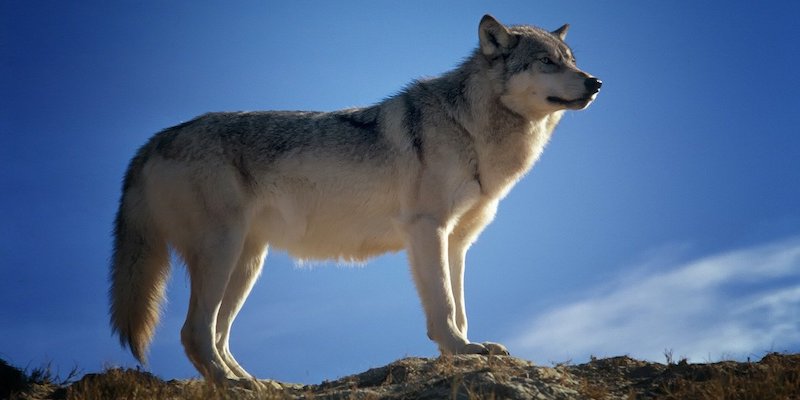 NABU: Landesregierung nimmt Kollateralschäden beim Wolf in Kauf