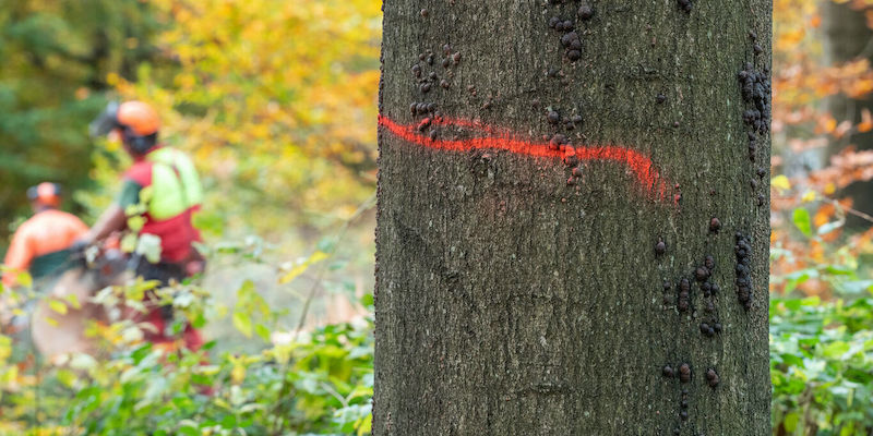 Verkehrssicherungsmaßnahmen fordern Wegesperrung am Heiligenhölzchen bei Alfeld.