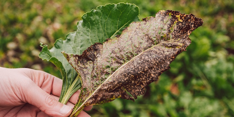 KWS unterstreicht Innovationsführerschaft in der Zuckerrübe: Erste Sorten mit deutlich verbessertem Cercospora-Schutz in Deutschland zugelassen