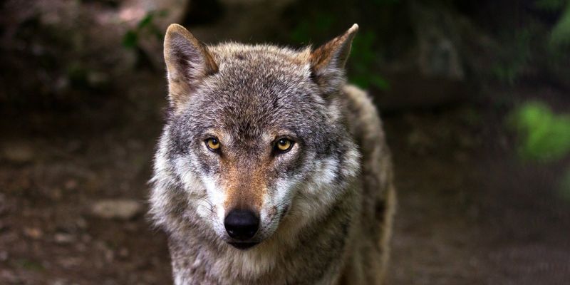 NABU: Wild West-Manier beim Wolfsmanagement in Niedersachsen