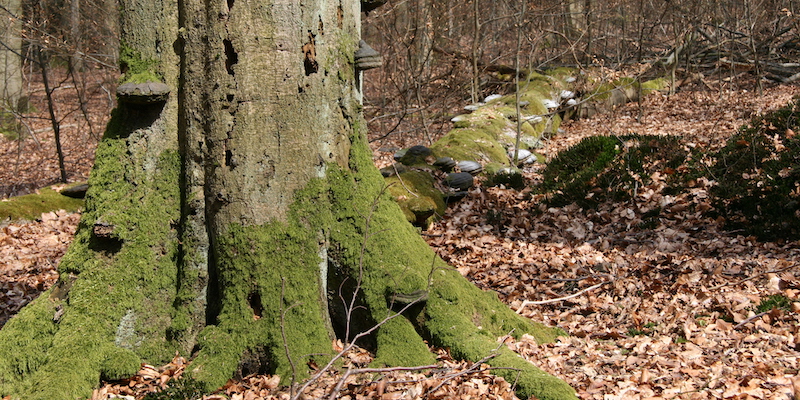 Eine neue Wildnis - Niedersächsische Landesforsten entwickeln 1.000 Hektar im Solling zu einem „Urwald von morgen“ 