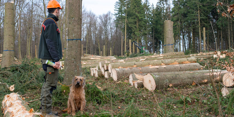 Im Hohenstein wird der Natur auf die Sprünge geholfen 