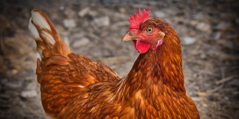 Geflügelpest: Was ist im Landkreis Holzminden zu tun?