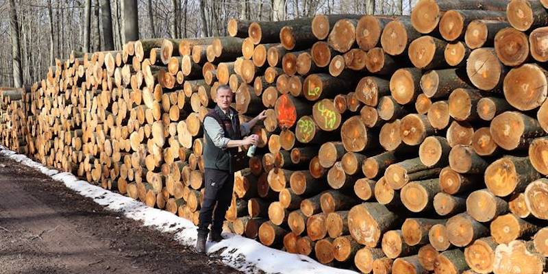 „Buchen-Baum-Wolle“: Der Stoff, aus dem die neuen Kleider sind