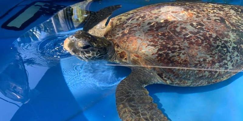 Stiebel Eltron: Wärmepumpen für Schildkröten-Reha in Australien