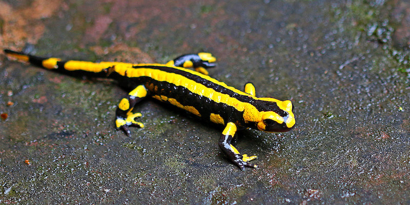 NABU Holzminden: Nächtliche Sperrung zum Schutz der Feuersalamander im Hooptal nicht ausreichend