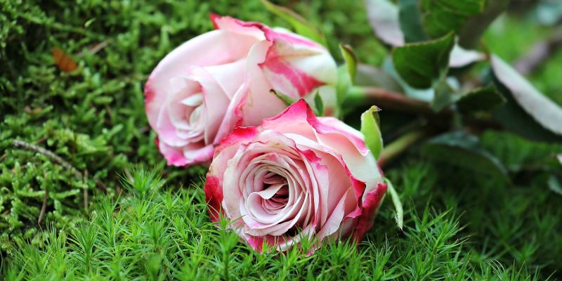 Holzminden erblüht – Rosen zum Muttertag