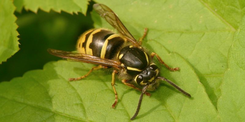 Landkreis Holzminden appelliert: Wespenester tolerieren