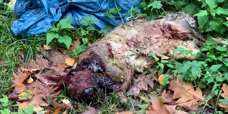 Tierkadaver und Fell auf Parkplatz bei Mühlenberg entsorgt