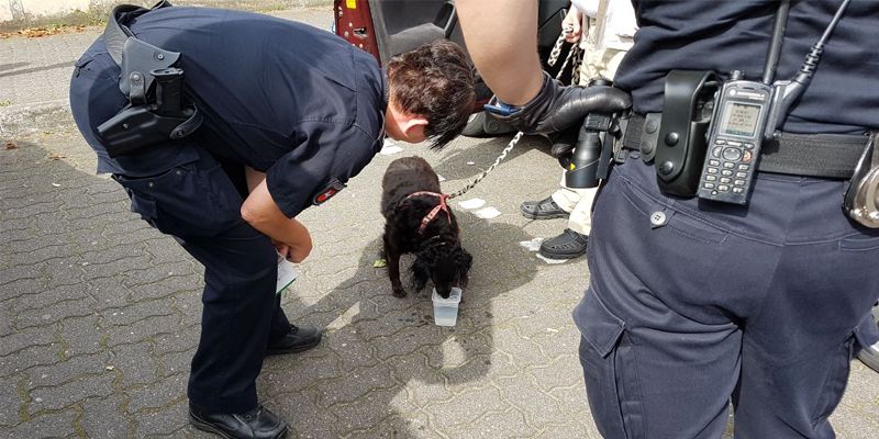 Mischlingshund „Kira“ in Auto eingeschlossen – Mann zeigt sich uneinsichtig – Polizei erstattet Anzeige