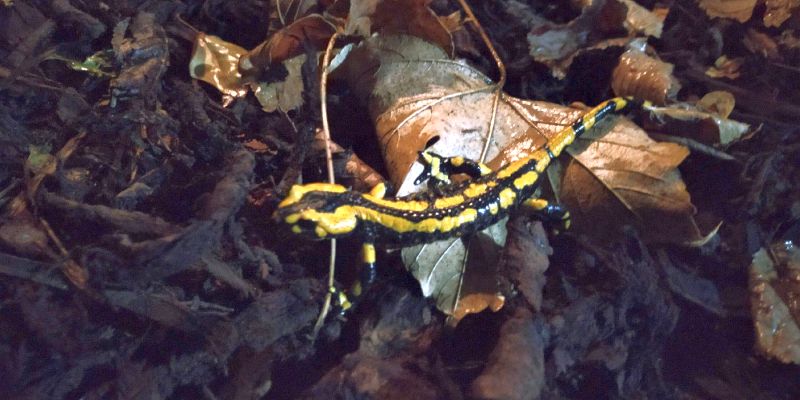 Das Hooptal – ein Eldorado für Feuersalamander